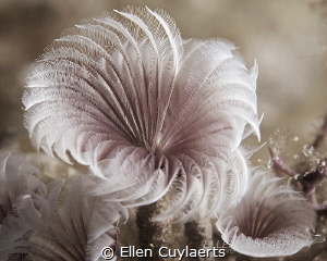 Try a little tenderness by Ellen Cuylaerts 